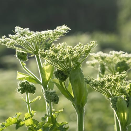 semi di levistico biologici copertura del terreno, invernali di levistico di letti rialzati, balcone del giardino di selvatiche 35pcs