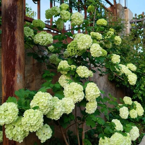 Semillas de hortensia bola nieve, cobertura del suelo decoración Decoración jardín para exteriores arbustos resistentes jardín decoración 100pcs