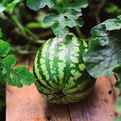 Watermelon Mini Love F1 Hybrid Half-Hardy Annual Citrullus lanatus 1 Packet (4 Seeds) by Thompson and Morgan