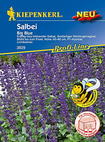 Kiepenkerl 3829 Salbei Big Blue F1 (Salbeisamen)