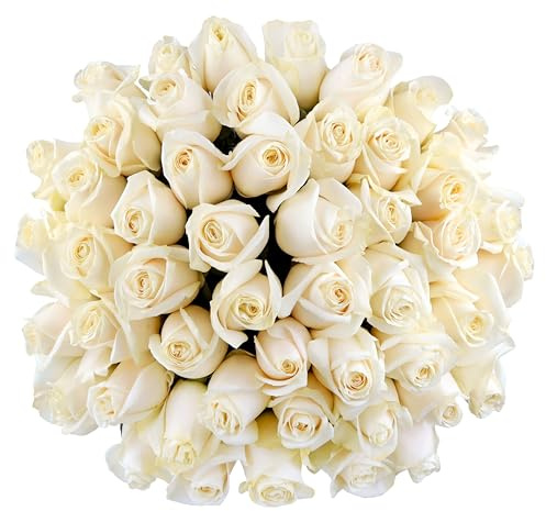 Benchmark Bouquets - 50 Stem Premium White Roses (2 Bundles of 25; Vase Not Included) - Fresh Flowers for Next Day Delivery - Gift for Birthday, Anniversary, Get Well, Sympathy, Congratulations