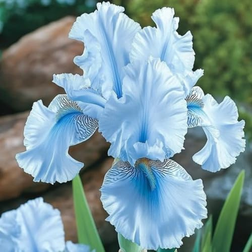 Iris bulbi,Piante perenni,Iris pianta vera,resistenti al freddo,Tagliare,Facile da curare,Giardino da balcone(non artificiali)-5 bulbi-D