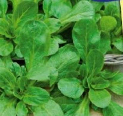 Pcs - 80x Mâche Volhart 2-Salat Légumes Graines Herbes Jardin Plant KS433 - Seeds & Plants Shop by Ipsa