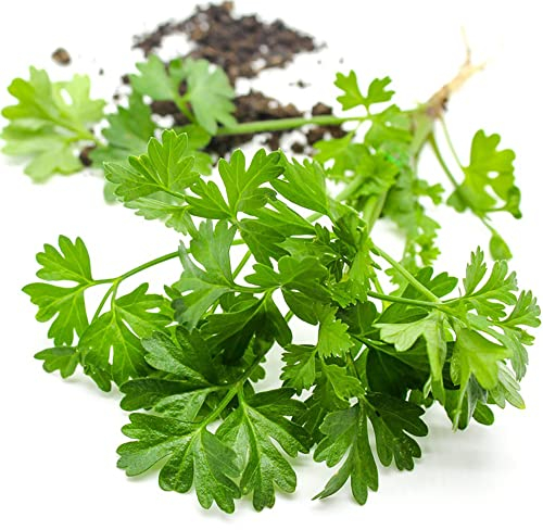 Koriandersamen Kräutergarten Gemüsesamen Balkonpflanzen Stauden Winterhart Mehrjährig Bodendecker Koriander Pflanze Kräutersamen Gärtner Geschenke Samen Gemüse Kräuter 100 Koriander Samen