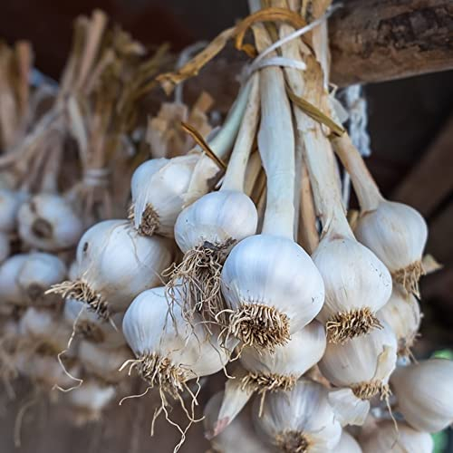 Pflanzknoblauch Balkon GemüSe Elefantenknoblauch WintergemüSe KräUtergarten Geschenk GartenkräUter Knoblauch Pflanzen Frisch Gartenpflanzen Winterhart MehrjäHrig Zwiebeln Frisch 2 Steckknoblauch