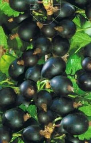 Ribes nidigrolaria - Johannis- X Stachelbeere (Jochelbeere, Jostabeere)