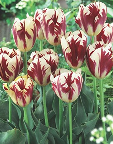 Tulpen Grand Perfection Tulpenzwiebeln (10 Blumenzwiebeln)