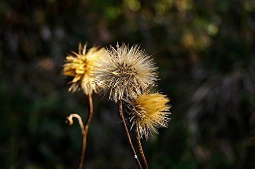 Home Comforts Fluff Hieracium Hawkweed Meadow Seeds Flower-20 Inch By 30 Inch Laminated Poster With Bright Colors And Vivid Imagery-Fits Perfectly In Many Attractive Frames
