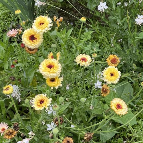 semi di calendula, decorazione del giardino esterno perenni resistenti 550pcs