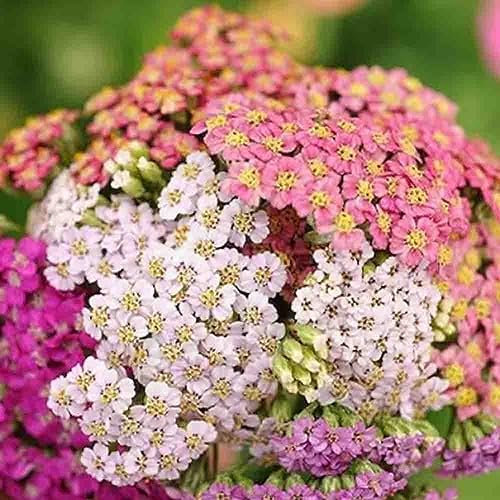 Welldales 50 Mixed Pastel Achillea Seeds UK Hardy Asteraceae Yarrow Garden Wild Flower