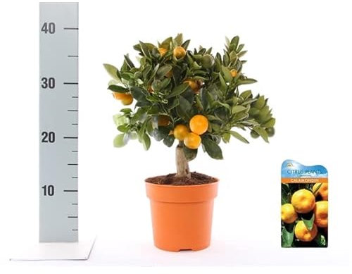 Citrus Calamondin Calamansi Orange Tree - Philippine Lemon/Lime - Indoor House Plant for Home or Office in 12cm Pot