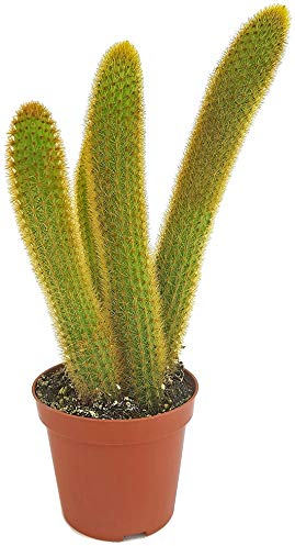 Fangblatt - Hildewintera aureispina - goldener Affenschwanz-Kaktus - pflegeleichte Zimmerpflanze und erstaunliche Sukkulente