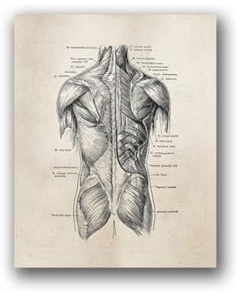 1 St Mänsklig Anatomi Vetenskap Vintage Affischer Konsttryck Medicinsk Dukmålning Läkare Klinik Väggbilder Dekor(7PH053,50x70 cm No Frame)