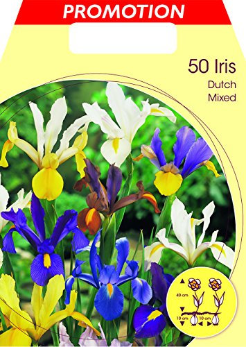 BULBI AUTUNNALI IRIS HOLLANDICA MIXED COLOR CONFEZIONE 50 BULBI BULBS BULBES