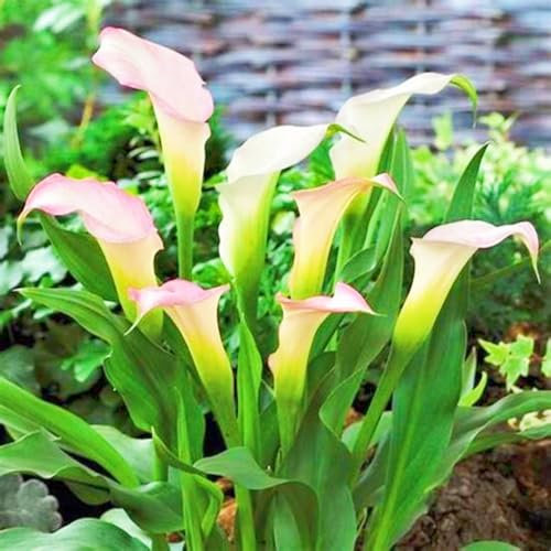 Calla Lily Bulbs-Calla Lily Plants Ornamental Flowers/Hardy Perennial/Garden Flowers/Wedding Flowers/Plant Bulbs-10bulbs-d