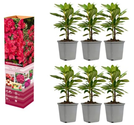 Rhododendron Mischung winterharte Rhododendren 20–38 cm im 9 cm Topf immergrüne Blütensträucher für Garten und Schattenbeet (3, 'Nova Zembla' - Rot)