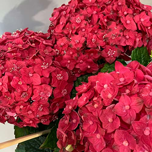 Hortensie Endless Summer 'SummerLove' (Hydrangea macrophylla) - Rosa-rote Bauernhortensie von Garten Schlüter - Pflanzen in Top Qualität
