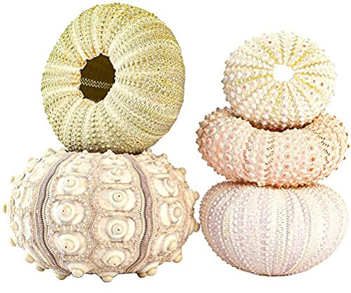 Soportes para Plantas de Concha, 5 Piezas, Maceta Colgante de Concha de Erizo de Mar, Soporte Decorativo para Plantas de Aire, Contenedor de Exhibición Suculento de Mini Concha (juego de 5 piezas)
