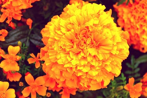 Tagetes (Tagetes erecta) ´Aufrechte Studentenblume´ Samen. (20000 Samen = 52,0g)