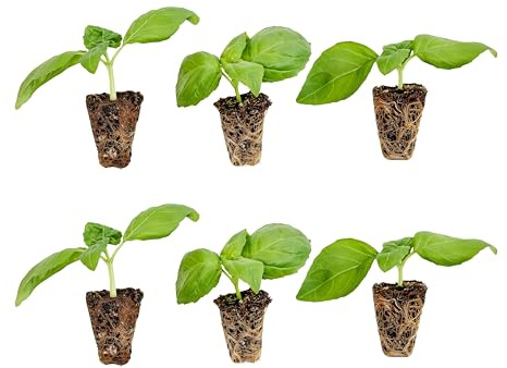 Bonnie Plants Sweet Basil Plug, Live Plant, for Salads, Drinks, Asian and Italian Dishes, Full Sun, 3 Cubic in., 6 Pack