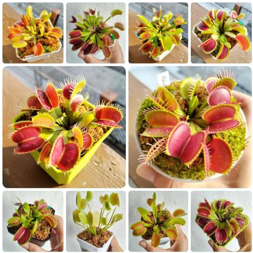 Semi di Venere acchiappamosche, semi di d'appartamento carnivora, decorazione soggiorno, semi di resistenti biologici esotici 400pcs