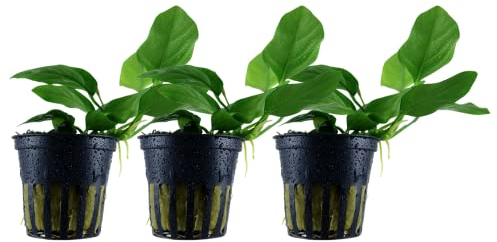 AquaOne Aquarium Pflanze 3 Stück Anubias barteri nana I Wasserpflanze Aquariumpflanze Wurzelstock/Rhizom voll durchwurzelt einfach pflegeleicht Aquascaping Dekoration