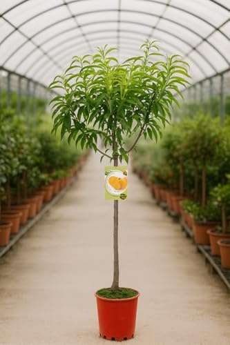Melocotonero Calanda Amarillo (Prunus persica) 10L – Árbol Frutal de Melocotones Dulces y Jugosos