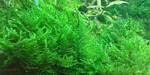 Musgo de Taiwán - Taxiphyllum Alternans - (4x6 cm) - Planta de acuario viva