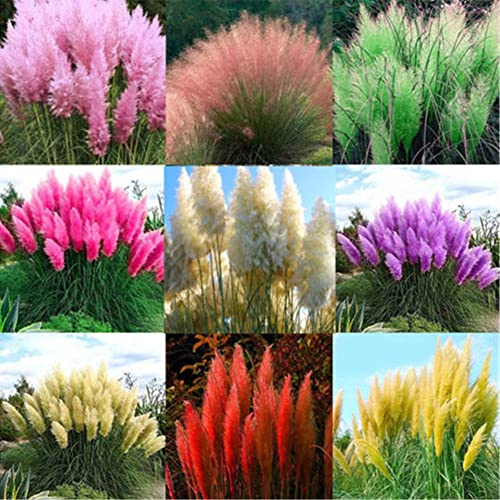 Saterkali Pampasgras Cortaderia Selloana-Samen, 2000 Stück, gemischte Farben, Pampasgras Cortaderia Selloana-Samen, Gartenpflanzendekoration 2000 Stück Pampasgrassamen in verschiedenen Farben