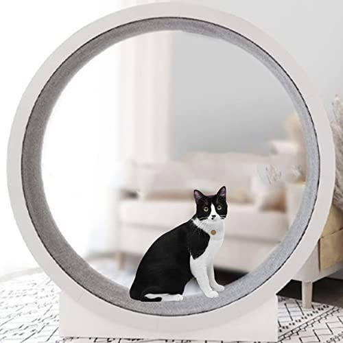 BCJMKDX Rueda para Gatos. Juguetes for Gatos de Interior, Juguetes for Gatitos, Rueda Ejercicio for, Marco Escalada for, la Fortuna for, Funcionamiento Suave y Libre, bajo Nivel Ruido