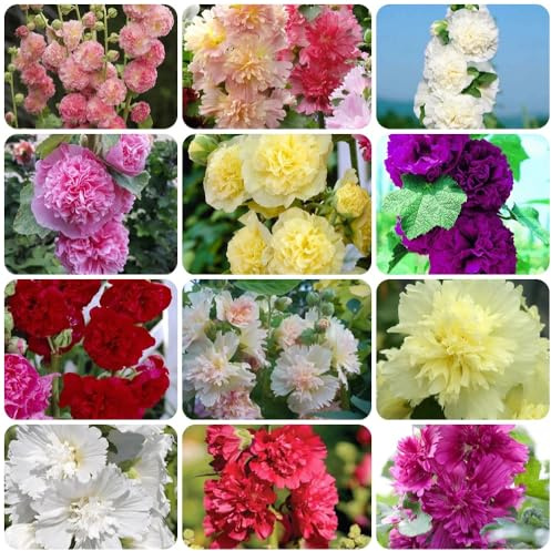 Semi di malvarosa, decorazione del giardino per esterno Alcea rosea, malvarosa, campo perenni resistenti giardino decorazione 500pcs