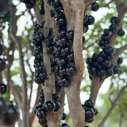 Semi di Jabuticaba - vecchie varietà da frutto esotico da frutto colonnari serre balcone colonnari semi di raro balcone frutteto colonnare 250pcs
