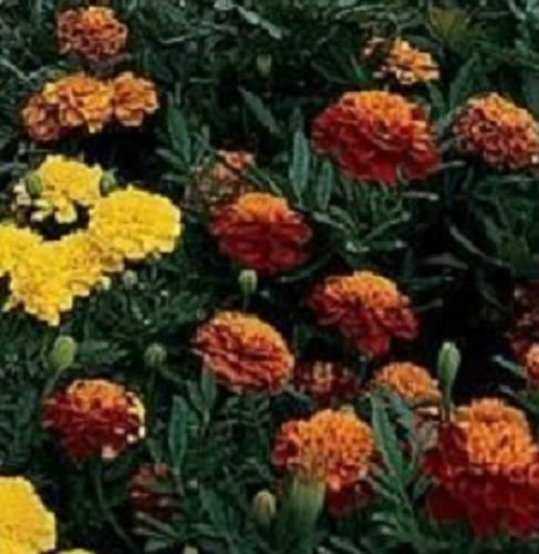 50 graines de calendula Janie Mix Graines Marigold Français