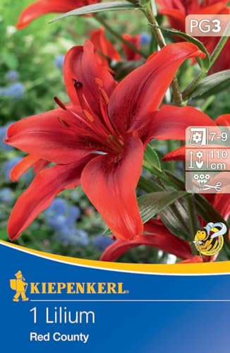 Kiepenkerl Asiatische Lilie Red County 733039 - Winterharte & mehrjährige Blumenzwiebeln für Beet & als Schnittblume mit roten Blüten - Lilien, Blumenzwiebeln