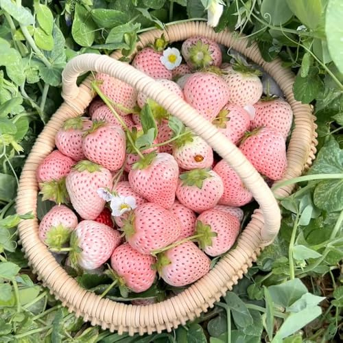 semillas de fresa, en al aire libre resistentes orgánicas variedades antiguas interior, 100pcs