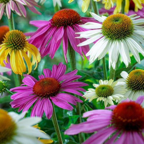 Sonnenhut Pflanze Winterhart - Echinacea Pflanze Kollektion (10 Pflanzen) - Winterhart und Mehrjährig - Mix aus 5 Sorten, 2 von jeder Farbe