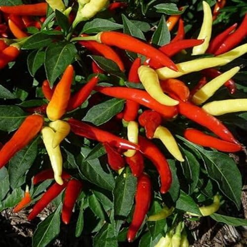 100 piezas de semillas mixtas de chile vegetal