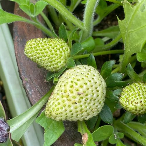semillas de fresa colgantes - fresa - decoración de jardín al aire libre trepadoras fresca, resistentes 150pcs