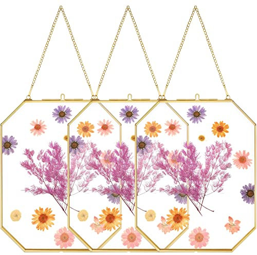 Treela 3 Pcs 8 x 10 Inch Hanging Gold Glass Floating Frame Octagon Brass Double Clear Pressed Flower Frames for Herbarium Plant Specimen Artwork Display Photo Dried Flowers Home DIY Decor