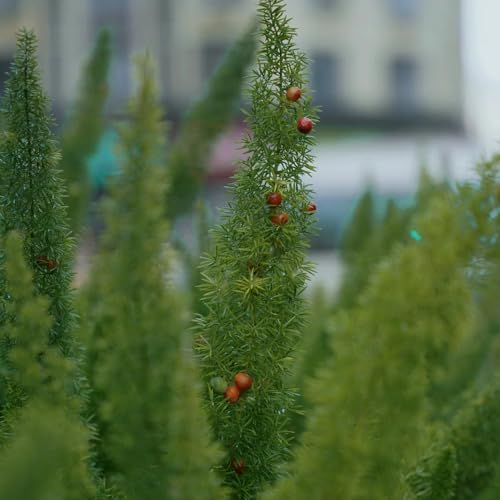 200 Pcs Zierspargel Pflanze Samen - Fuchsschwanz Farn - Winterharte Kübelpflanzen, Exotische Pflanzen Winterhart, Asparagus Densiflorus, Kletterpflanzen Winterhart, Pflanzen Hängend,