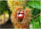 Edelkastanie Castanea sativa Pflanze 25-30cm Esskastanie Maronen Maroni Kastanie