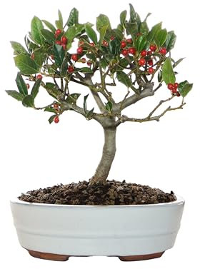 KENTIS - Bonsai di Agrifoglio - Ilex Nellie Stevens - Piante Vere da Esterno Balcone Terrazzo - Sempreverde - H 25/30 cm Vaso Ø 21 cm