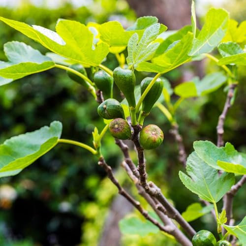 Fig Tree 'Brown Turkey' – Self-Fertile, Hardy Fruit Tree for UK Climate – Ideal for Patios, Containers, and Outdoor Growing – Easy to Grow with Juicy Summer Figs 1x 4.5 Litre Pot by Suttons
