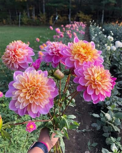 doble floración, multicolor de alto rendimiento. Dalia resistente al invierno, fácil de cultivar,fácil de cuidar, larga floración, 6bulbos-G