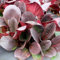 Plant Theory Overture Elephant's Ears Perennials Flowering Plants Bergenia 2L Pot