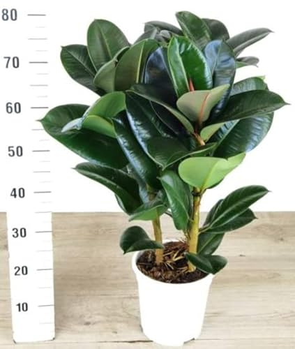 POWERS TO FLOWERS - FICUS ROBUSTA altezza 70/80 cm, pianta vera