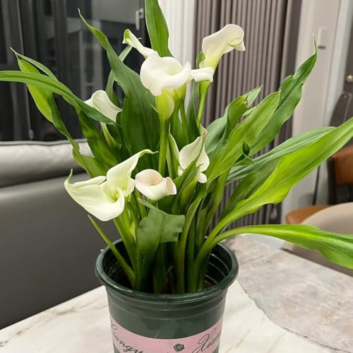 Bulbi di calla, decorazione del giardino per esterno Zantedeschia aethiopica, bulbi di primaverili resistenti all'esterno Le da balcone sono 2pcs