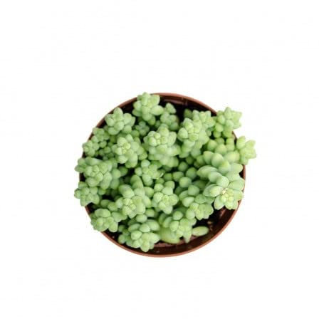 DECOALIVE Mini Planta Suculenta Sedum Burrito Sedum Morganianum