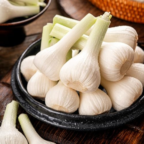 4 pcs elefantenknoblauch， garten geschenk，Dekorative Pflanzen pflanzknoblauch， schattenpflanzen winterhart hochbeete für garten winterharte pflanzen für garten pflanztöpfe，pflanzen