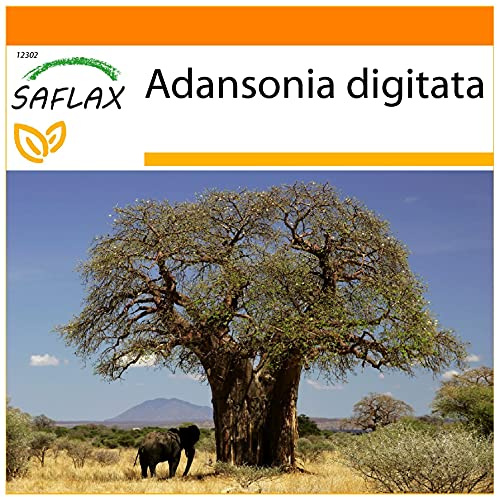 SAFLAX - Garden in the Bag - Afrikanskt Baobabträd - 6 Frön - Med underlag i en passande resväska - Adansonia digitata